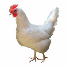 Hen 