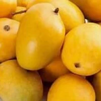 Alphonso Mangoes