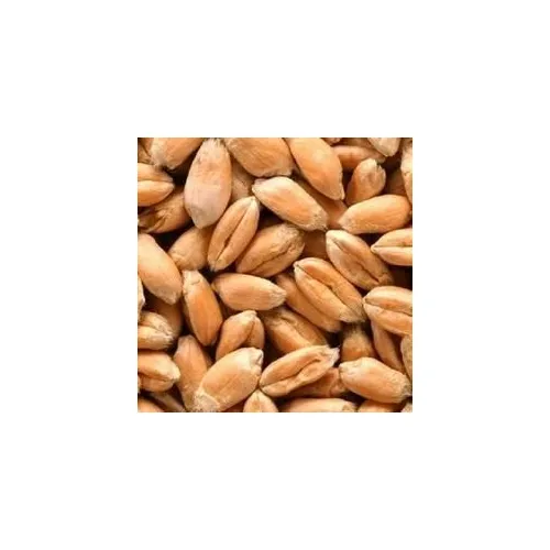 Raw Wheat Seeds