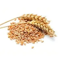 Wheat